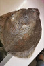 新鮮多寶魚(yú)無(wú)冰調理鮮凍大菱鲆扁口魚(yú)比目魚(yú)深海打撈海產(chǎn)品包郵 深海多寶魚(yú)500-600克*1條 曬單實(shí)拍圖
