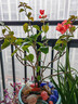 沁茗毓三角梅盆栽花苗植物室內外庭院陽(yáng)臺好養四季開(kāi)花爬藤易成活花卉 中國紅 商家推薦-6年苗【花期帶花發(fā)貨】 曬單實(shí)拍圖