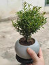 BEYZK小葉赤楠老樁盆景苗植物花卉微景觀(guān)水培辦公室桌面擺件好養常青盆 小葉赤楠6年大苗+原生盆+肥料 含盆 曬單實(shí)拍圖
