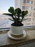 鏡綠碧玉綠植小盆栽辦公室內桌面裝飾綠化四季好養耐陰植物工位 碧玉+淺直筒白瓷+竹托（（陶瓷） 帶盆栽好 曬單實(shí)拍圖