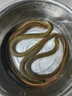 微山湖區鮮活黃鱔魚(yú)特大黃鱔血鱔盤(pán)龍鱔長(cháng)魚(yú)蛇魚(yú)活體到家 中號黃鱔1斤裝【4-6條/斤】包活到家 曬單實(shí)拍圖