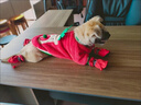 嬉皮狗（hipidog）狗狗衣服圣誕節日兩腳麋鹿貼布絨衣泰迪比熊小型兩腳寵物喜慶服飾 德羅紅麋鹿 L （建議體重8-11斤） 曬單實(shí)拍圖