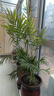 散尾葵綠植鳳尾竹盆栽袖珍椰子室內大型綠植四季常青富貴椰子植物 【80-100厘米11-12顆造型好][育苗盆 曬單實(shí)拍圖
