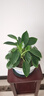 想開(kāi)大葉綠公主金鉆盆栽辦公室內客廳四季常綠好養易活植物桌面綠植 [大株樁包成活]金鉆一盆 曬單實(shí)拍圖
