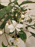 垂絲茉莉盆栽帶花苞室內感陽(yáng)臺綠植好養易活四季花卉陶瓷花盆 垂絲茉莉(30-50cm)+送專(zhuān)用肥 曬單實(shí)拍圖