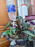 懶人自動(dòng)澆水器家用陽(yáng)臺澆花神器家庭養花種菜花盆滴灌澆花器滴水 混色3個(gè)【礦泉水飲料瓶99%通用】 曬單實(shí)拍圖