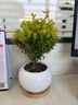 小葉赤楠桌面招財辦公室內小盆栽綠植四季常青凈化空氣好養植物 小葉赤楠（圓球純白瓷盆）+竹托 帶盆栽好 曬單實(shí)拍圖