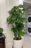 柏鈺步步高發(fā)財樹(shù)盆栽大型植物送禮花卉盆栽客廳盆景招財樹(shù)鴻運當頭 步步高發(fā)財樹(shù)黑色高檔瓷盆 曬單實(shí)拍圖