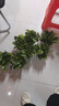 雙盟 綠蘿盆栽除甲醛花卉綠植辦公室新房?jì)艋諝?10款10盆裝源頭直發(fā) 曬單實(shí)拍圖