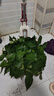 立始綠蘿盆栽室內大盆綠蘿長(cháng)藤垂吊盆栽室內新房家用大葉水培客廳 130株紅盆短藤大綠蘿1盆 帶底托+肥 帶盆栽好 曬單實(shí)拍圖