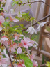 樂(lè )途櫻花樹(shù)苗四季種植冬季耐寒易活花卉 東京櫻【3公分粗】源頭直發(fā) 曬單實(shí)拍圖