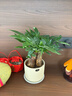 花翁招財好運盆景綠植盆栽A級大盆三桿發(fā)財樹(shù)（光汐吸水盆）源頭直發(fā) 曬單實(shí)拍圖