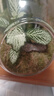 封茗【生命之樹(shù)】生態(tài)瓶苔蘚微景觀(guān)青苔造景缸植物辦公室綠植桌面盆栽 【成品發(fā)貨】蛋殼系列C款+小雨傘 曬單實(shí)拍圖
