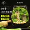 苔蘚微景觀(guān)創(chuàng  )意桌面微觀(guān)造景植物擺件禮物減壓綠植生態(tài)瓶diy材料 精靈小鎮-（成品發(fā)貨） 曬單實(shí)拍圖