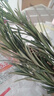 羅漢松樹(shù)苗雀舌羅漢松苗米葉羅漢松小葉羅漢松盆景四季常青樹(shù) 羅漢松40-60公分高 曬單實(shí)拍圖