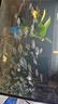 黑尾大勾魚(yú) 活魚(yú)觀(guān)賞魚(yú)群游魚(yú) 50cm魚(yú)缸套【50條魚(yú)+送黃金螺】 曬單實(shí)拍圖