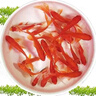 金魚(yú)草金魚(yú)觀(guān)賞魚(yú)冷水好養耐活小魚(yú)苗錦鯉 5-7cm 紅草金買(mǎi)1條送1條（加備損） 曬單實(shí)拍圖