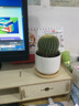 仙人掌盆栽仙人球萬(wàn)重山多肉花卉綠植物好養易活辦公室內桌面擺件 金冠+【白瓷盆+竹托盤(pán)】 含盆 曬單實(shí)拍圖