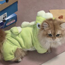 阿莫爾貓咪衣服牽引恐龍秋冬款防掉毛布偶英短小貓寵物狗狗冬季保暖服裝 超萌恐龍 M【建議5-8斤】 曬單實(shí)拍圖