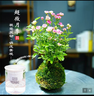 艾瑩超微水培姬月季四季開(kāi)花卉陽(yáng)臺桌面迷你小盆栽水中美人苔蘚球植物 帶花苞】粉色超微姬月季 帶懶人盆 曬單實(shí)拍圖
