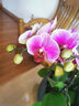 年宵花帶花劍花苞蝴蝶蘭花卉盆栽桌面擺件綠植春節過(guò)年裝飾年貨 單株蝴蝶蘭+掛卡 無(wú)規格 曬單實(shí)拍圖