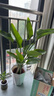 植男植女天堂鳥(niǎo)盆栽客廳室內好養大型落地真綠植辦公室植物鶴望蘭源頭直發(fā) 曬單實(shí)拍圖