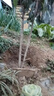 正宗嫁接凱特香甜多汁芒果樹(shù)苗貴妃芒果苗帶土高產(chǎn)大果金煌芒果苗 正宗嫁接金煌大芒苗40-50CM高 曬單實(shí)拍圖