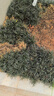 四季常青玉龍草日本矮麥冬草別墅園林綠化草苗草平真草皮庭院草坪 矮麥冬6盤(pán)一平方 40寬40長(cháng) 曬單實(shí)拍圖