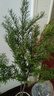 紅豆杉曼地亞紅豆杉盆景植物室內耐寒耐旱紅豆杉樹(shù)苗耐寒植物盆栽 70-80厘米高-公-母+肥+營(yíng)養盆 曬單實(shí)拍圖
