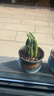 格調生活萬(wàn)重山仙人掌盆栽花卉綠植室內陽(yáng)臺辦公易養活耐旱吸水盆多肉植物 萬(wàn)重山1顆【不含盆】 曬單實(shí)拍圖