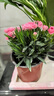 康乃馨盆栽帶花苞四季花卉室內花陽(yáng)臺石竹觀(guān)花植物好養綠植大花苗 粉色康乃馨+白色吸水盆 帶花苞發(fā)貨 曬單實(shí)拍圖