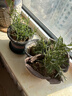 迷迭香盆栽可食用新鮮大株百里香牛排用烘培蛋糕裝飾香草驅蚊綠植 1盆小苗迷迭香【高加侖盆】 曬單實(shí)拍圖