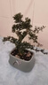 黃楊盆栽庭院老樁皺皮小葉四季常青植物葉黃楊陽(yáng)臺造型盆景定型 小葉雀舌黃楊（8年樁）已造型 曬單實(shí)拍圖