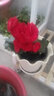 麗格海棠重瓣大花盆栽紅玫瑰室內客廳陽(yáng)臺四季開(kāi)凈化空氣好養花卉 【四季開(kāi)花】紅色 麗格海棠帶花苞 不含盆 曬單實(shí)拍圖
