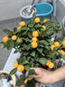 意軒脆皮金桔樹(shù)苗帶果發(fā)貨蜜糖金桔苗可食用橘子樹(shù)苗室內年宵水果盆栽 五年金桔盆栽（帶果發(fā)貨） 曬單實(shí)拍圖