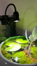 YEE魚(yú)缸燈變焦燈南美射燈原生缸水族觀(guān)賞燈智能照明led防濺水水草燈 【5.6W可調焦】三色變光 【60cm以?xún)雀住?曬單實(shí)拍圖