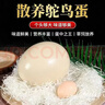 超大新鮮非洲鴕鳥(niǎo)蛋特大食用蛋營(yíng)養豐富可節日送禮 2.5-3斤 曬單實(shí)拍圖