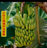 北海潿洲島的香蕉火山島青皮丑香蕉大把裝自然熟香甜軟糯綿密 凈果5斤半 曬單實(shí)拍圖