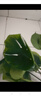 愛(ài)優(yōu)尚水培龜背竹盆栽客廳室內辦公室桌面植物2株吸甲醛源頭直發(fā) 曬單實(shí)拍圖