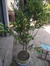 沙糖桔樹(shù)苗地栽盆栽南方北方種植橘子樹(shù)苗柑桔果樹(shù)果苗嫁接砂糖橘 4年精選苗當年結果【基地直銷(xiāo) 成活高】 曬單實(shí)拍圖