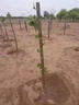 花e流青桐樹(shù)苗中國梧桐庭院園林風(fēng)景綠化行道苗木梧桐別墅門(mén)前風(fēng)水大樹(shù) 青桐直徑2公分粗 【一級苗】 曬單實(shí)拍圖