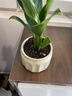 金鉆綠公主辦公室內小盆栽桌面工位除甲醛凈化空氣綠植高級感客廳 金鉆+凌闊盆（陶瓷盆） 帶盆栽好 曬單實(shí)拍圖