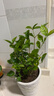 臨雅茉莉花盆栽老樁室內花卉陽(yáng)臺花苗虎頭綠植物好養160#原盆源頭直發(fā) 曬單實(shí)拍圖