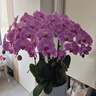 鮮花情新年同城配送蝴蝶蘭大花蕙蘭北美冬青大盆栽花卉喬遷爸媽長(cháng)輩禮物 8株粉色蝴蝶蘭-底盆隨機可選L 同城專(zhuān)人送花到家-當天達-也可預定日期 曬單實(shí)拍圖