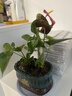 愛(ài)你一萬(wàn)年水培紅掌白掌盆栽一帆風(fēng)順花卉植物室內好養綠植鴻運當 特級紅掌1-3朵花(原盆)+營(yíng)養液 曬單實(shí)拍圖