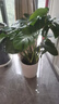 植男植女龜背竹客廳大盆栽大型綠植室內凈化空氣羅馬盆源頭直發(fā) 曬單實(shí)拍圖