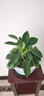 想開(kāi)大葉綠公主金鉆盆栽辦公室內客廳四季常綠好養易活植物桌面綠植 [大株樁包成活]金鉆一盆 曬單實(shí)拍圖