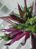 萌肉居10根混合含瓶大葉富貴竹水養盆栽植物花卉綠葉紫葉招財竹源頭直發(fā) 曬單實(shí)拍圖
