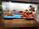 寵小島桌面生態(tài)魚(yú)缸小型客廳過(guò)濾制氧一體機新款家用烏龜金魚(yú)缸 大號黑色【豪華造景款】 曬單實(shí)拍圖