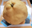 【熱賣(mài)】生鮮年貨山東煙臺丑梨啤梨軟糯香甜當季新果產(chǎn)地直發(fā)包郵 4.5斤凈重特大果單果300g【普通裝 放軟食用】 曬單實(shí)拍圖